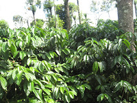 Coffee crop