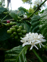 coffee bloom